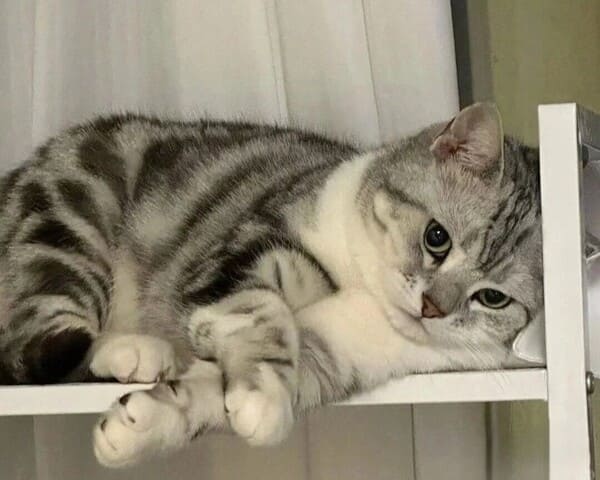 Will A Sister Cat Know When Her Brother is Dying? Understanding Feline Grief 7 Mimi's Search for Her Lost Brother -Will A Sister Cat Know When Her Brother is Dying? Understanding Feline Grief