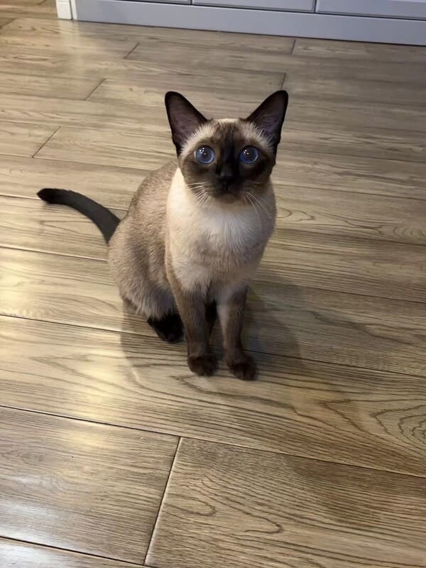 Will A Sister Cat Know When Her Brother is Dying? Understanding Feline Grief 6 Oscar's Story of Lost Appetite -Will A Sister Cat Know When Her Brother is Dying? Understanding Feline Grief